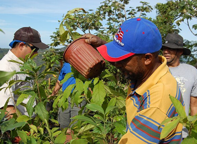 Puerto Rico farmer working in the field